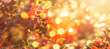 Autumn nature blurred background, landscape with red leaves and sun flare. Panoramic banner with copy spaceの写真素材