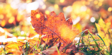 Autumn background with fallen maple leaves and grass on the sunset with bokeh lights, banner