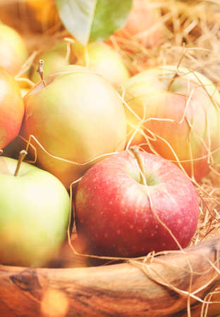 Red green autumn apples harvest on vintage wooden backgroundの写真素材