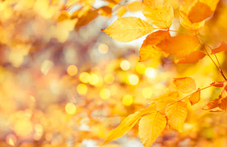 Autumn natural bokeh background with yellow leaves and golden sun lights, fall nature landscapeの写真素材