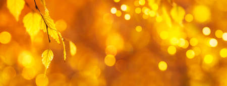 Autumn background with orange, yellow leaves and golden sun lights, natural bokeh. Fall nature landscape with copy spaceの写真素材