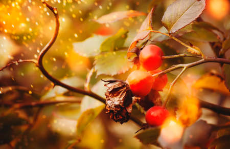 Autumn natural background with red berries and orange green foliage, fall landscape, place for textの写真素材