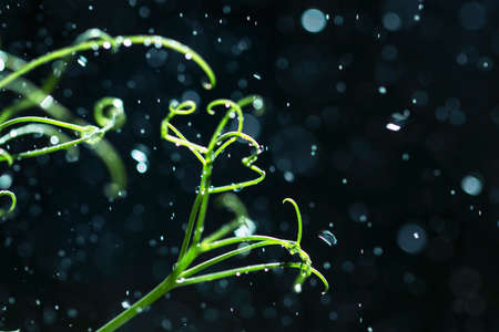 Green pea tendrils with dew drops on a blurred blue bokeh backgroundの写真素材