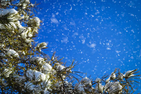 Winter Natural Landscape with snow covered pine trees and blue sky. Banner with Copy Spaceの写真素材