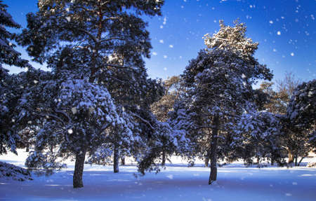 Wonderful winter landscape with snowy pine and fir trees and blue sky. Cold frosty day in the park....