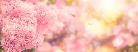 Floral spring natural background with pink lilac flowers and fluttering butterflies. Banner with...