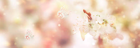 Spring blossom background. Beautiful nature scene with butterflies and tender white flowers blooming...