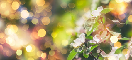 Fantastic spring or summer natural pink background with blooming apple or quince, place for text,...