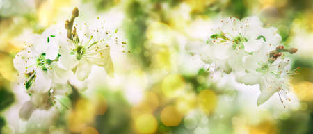 Spring blossom background. Beautiful nature scene with tender white flowers blooming tree in sunny...