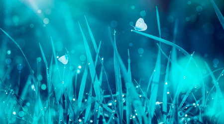 Grass with dew and flying butterflies. Tender natural background in blue colors. Wild meadow in spring morning. Banner with copy spaceの写真素材