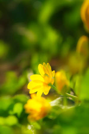 Beautiful summer composition with yellow flowers on green grass vertical background