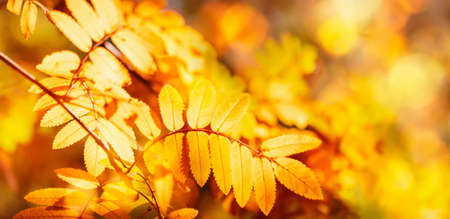 Autumn background with orange, yellow leaves and golden sun lights, natural bokeh. Fall nature landscape with copy space, bannerの写真素材