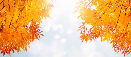 Autumn background with orange, yellow leaves, sky and sun lights, natural bokeh. Fall nature...