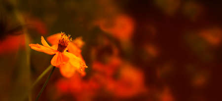 Blurred red summer autumn background with yellow flower in sunlight. Beautiful nature scene. Colorful Wide Horizontal floral banner Wallpaperの写真素材