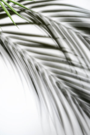 Leaf shadow on white wall blurred background or template. Abstract neutral nature concept. Copy spaceの写真素材