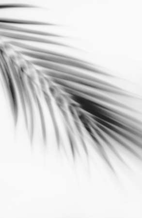 Leaf shadow on white wall blurred background or template. Abstract neutral nature concept. Copy...