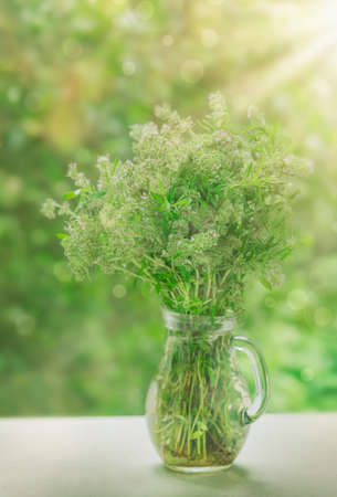Blooming thyme on sunset. summer natural background. Thymus serpyllum, vulgaris - spicy aromatic herb for cooking and folk medicineの写真素材