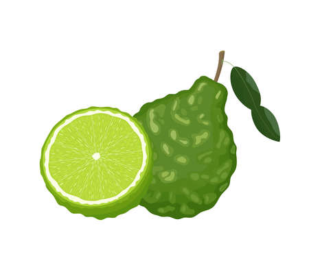 Bergamot, cut half and whole with leaves, vector illustration isolated on white background in flat styleのイラスト素材