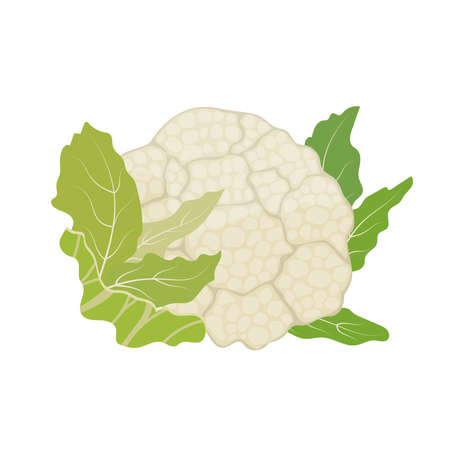 Whole white cauliflower, flat style vector illustration isolated on white backgroundのイラスト素材