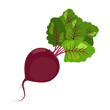 Beetroot with leaves, vector illustration isolated on white background in flat style