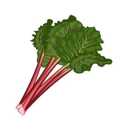 Rhubarb, stems with leaves, flat style vector illustration isolated on white backgroundのイラスト素材