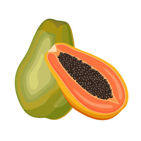 Papaya, whole and cut in half, flat style vector illustration isolated on white backgroundのイラスト素材