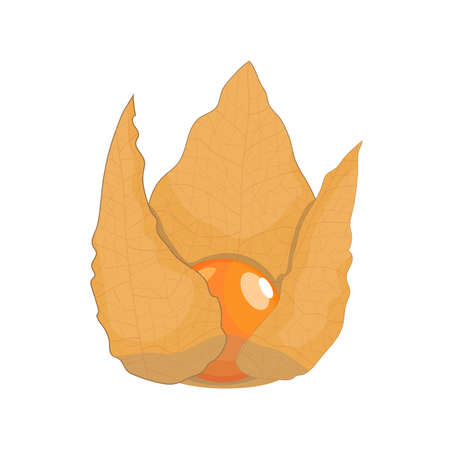 Dry physalis berry, flat style vector illustration isolated on white backgroundのイラスト素材