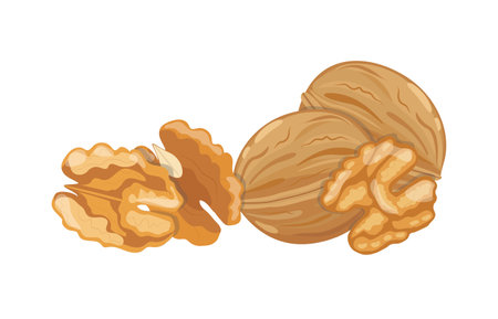 Walnut in shell and peeled kernels, vector illustration on white backgroundのイラスト素材