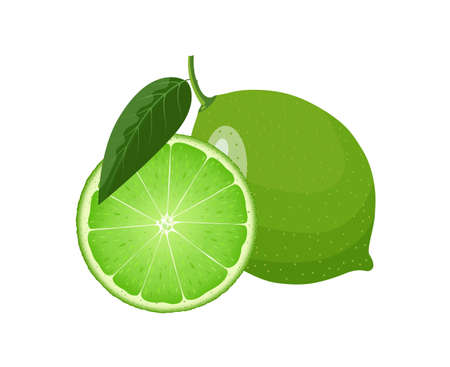 Lime and slice with leaves and halved in cut, flat style vector illustration isolated on white backgroundのイラスト素材