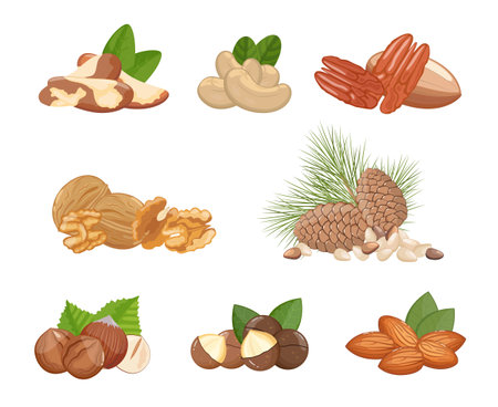 Nuts assortment: walnuts, almonds, hazelnut and other, healthy snack. Banner, vector illustration isolated on white backgroundのイラスト素材