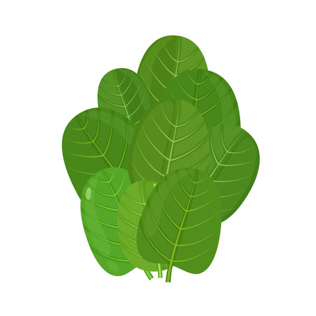 Green spinach leaves, vector illustration isolated on white backgroundのイラスト素材