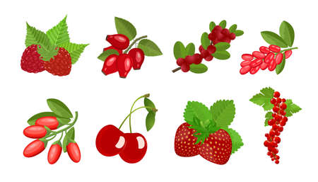Red Berries set: strawberries, raspberries, cranberries, cherries and others. Vector illustration isolated on white backgroundのイラスト素材