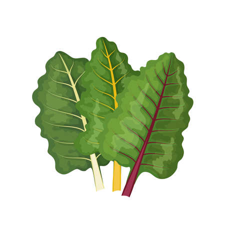 Multicolored rainbow swiss chard leaves, vector illustration on white backgroundのイラスト素材