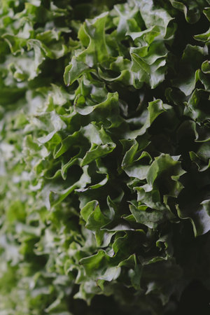 Fresh organic lettuce harvested from the farm, ready to be prepared for healthy vegan meal, close-up