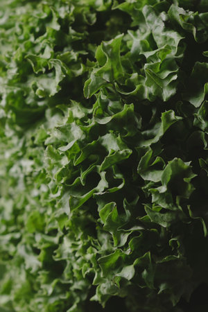 Fresh organic lettuce harvested from the farm, close-up