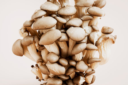 minimalistic style oyster mushrooms on pale beige background