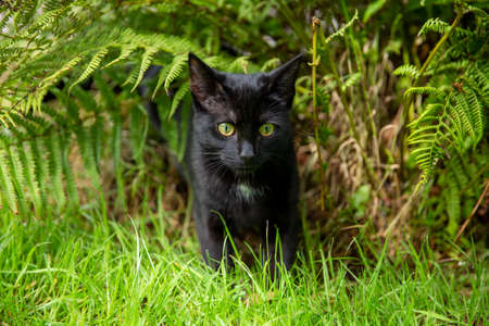 Black cat in the gardenの写真素材