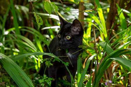 Black cat in the gardenの写真素材