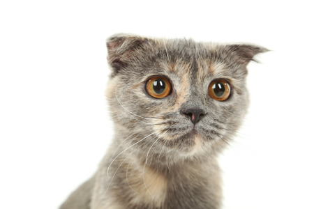 Beautiful cat on white backgroundの写真素材