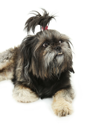 Shih tzu on white backgroundの写真素材