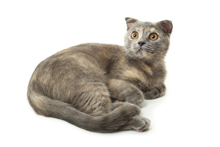 Beautiful cat isolated on whiteの写真素材