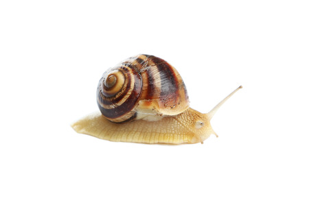 Garden snail isolated on whiteの写真素材