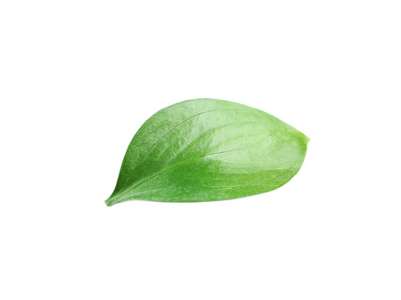 Beautiful green leave isolated on whiteの写真素材