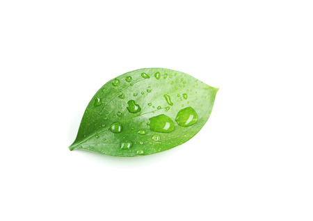 Beautiful green leave isolated on whiteの写真素材