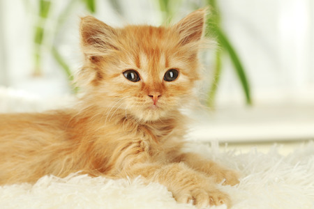 Redhead kitten on white plaidの写真素材