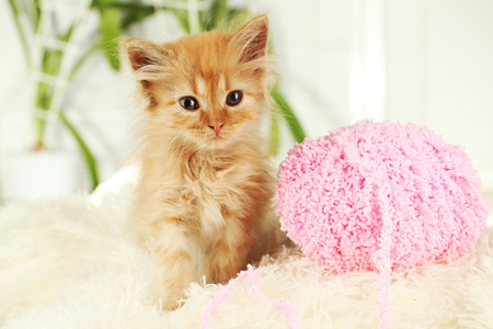 Redhead kitten on white plaidの写真素材