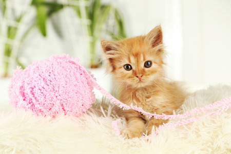 Redhead kitten on white plaidの写真素材