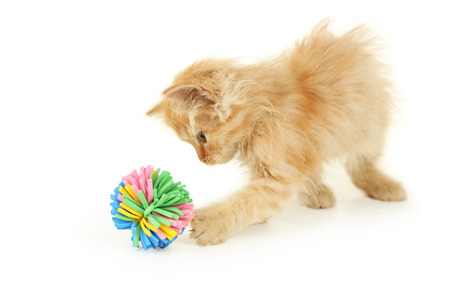 Redhead kitten isolated on white  の写真素材