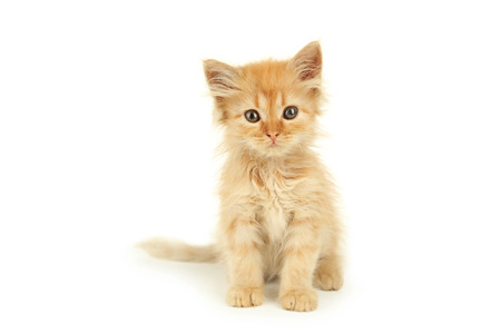 Redhead kitten isolated on whiteの写真素材