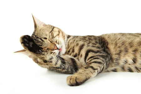 Beautiful cat on white backgroundの写真素材